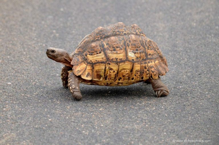 Tortuga