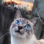 Gata