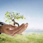 plantar arbre