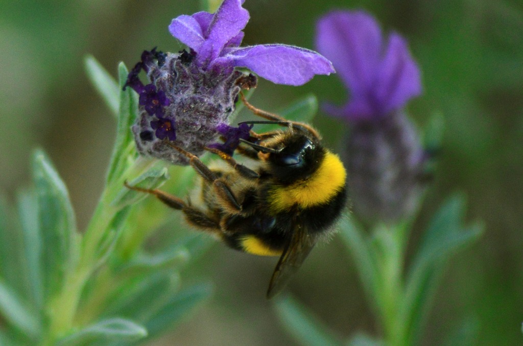flor i abella