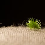 Velcro