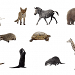 animals