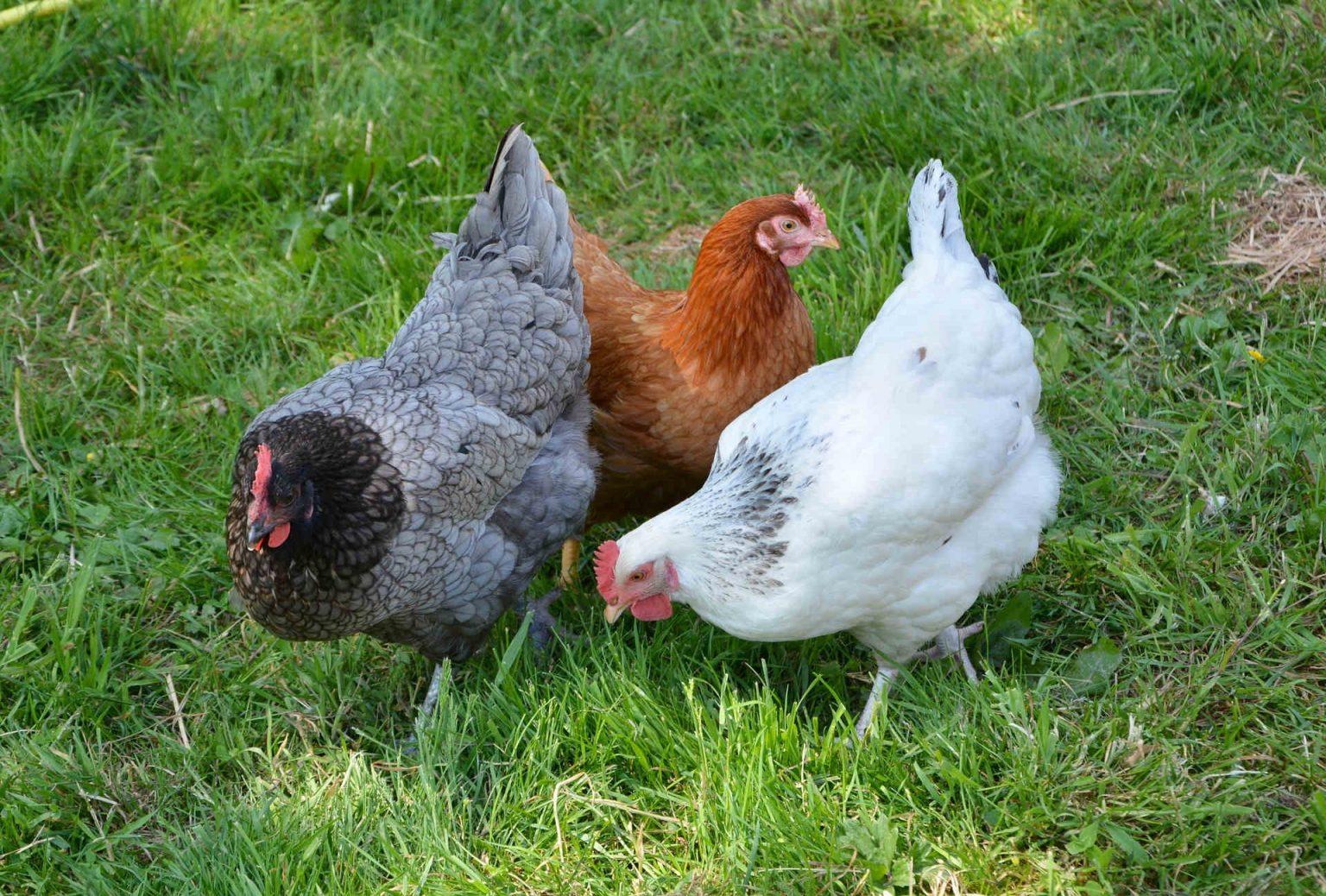 gallinas