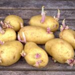 patatas-germinadas-problemas