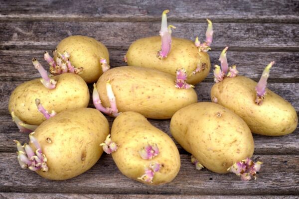 patatas-germinadas-problemas