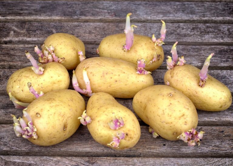 patatas-germinadas-problemas